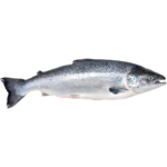 Лосось чищенный замороженный потрошенный